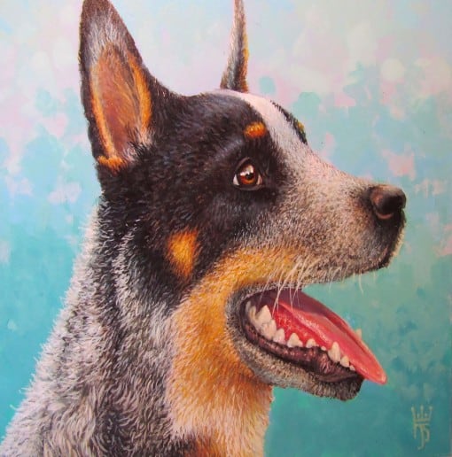 Cattle Dog